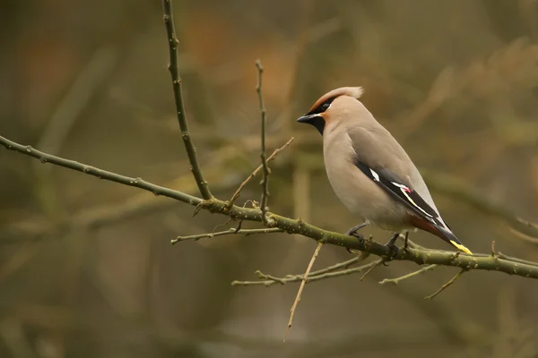  Bohemian Waxwing bird in migration in France — Stock fotografie